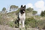 AKITA AMERICAIN 015